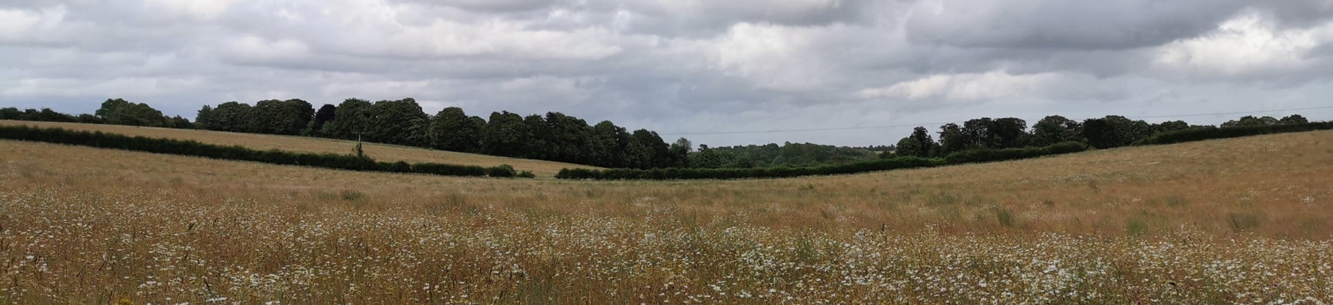 View across a meadow with woods in the background.