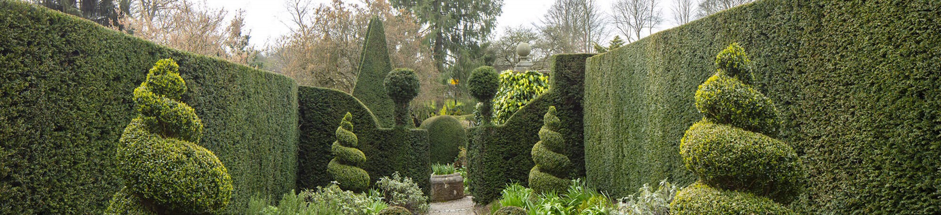 Topiary lining a path with hedging either side