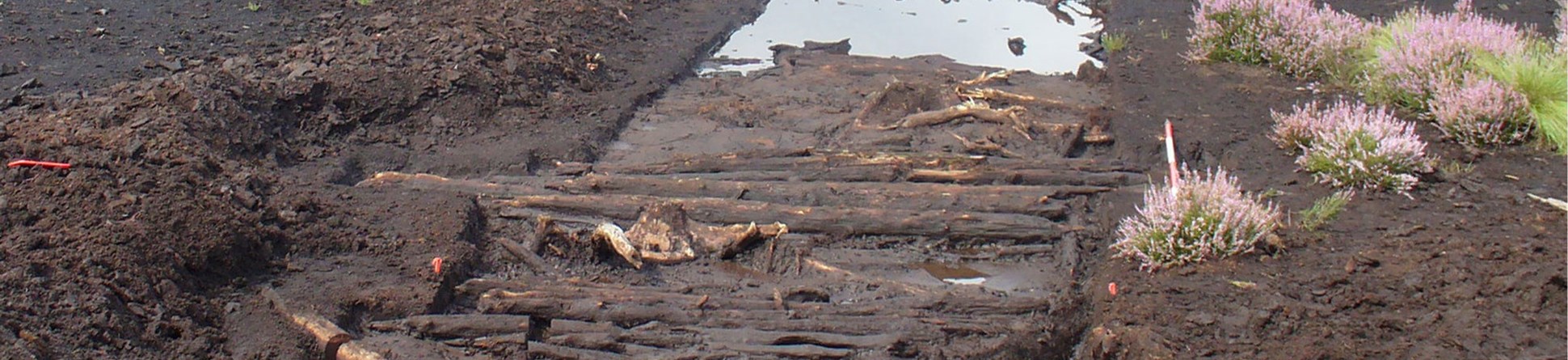 A well preserved wooden trackway being excavated in a peatland landscape.