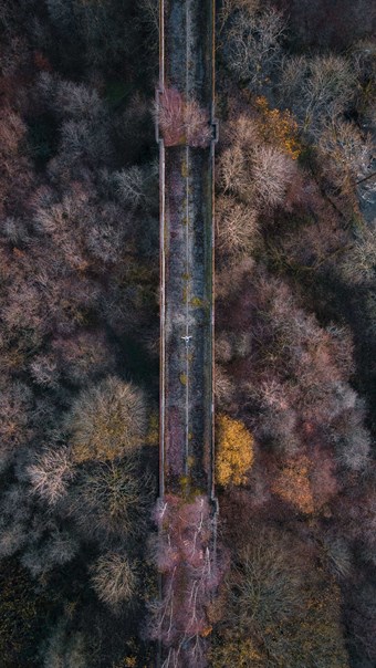 Overhead view of viaduct of the tops of trees surrounding it