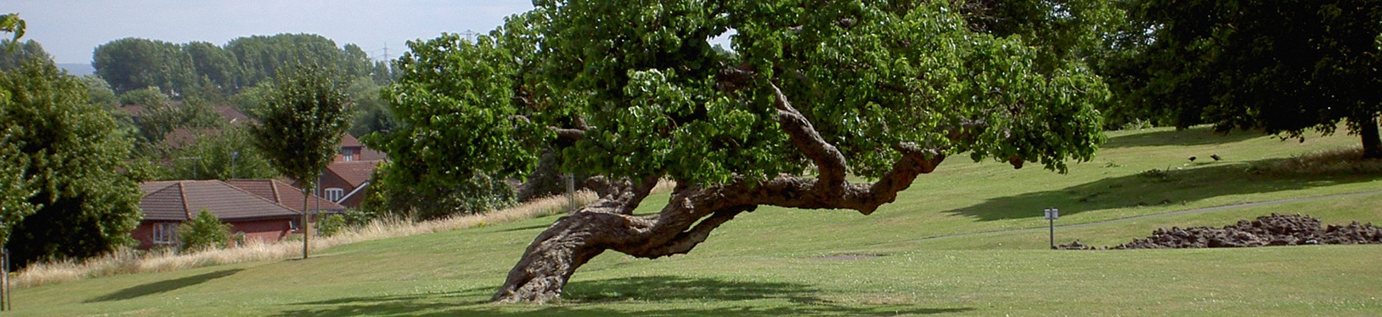 A veteran tree at Lesnes Abbey, Belvedere, London