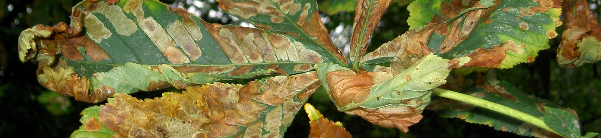 Horse Chestnut leaves affected by horse chestnut leaf miner