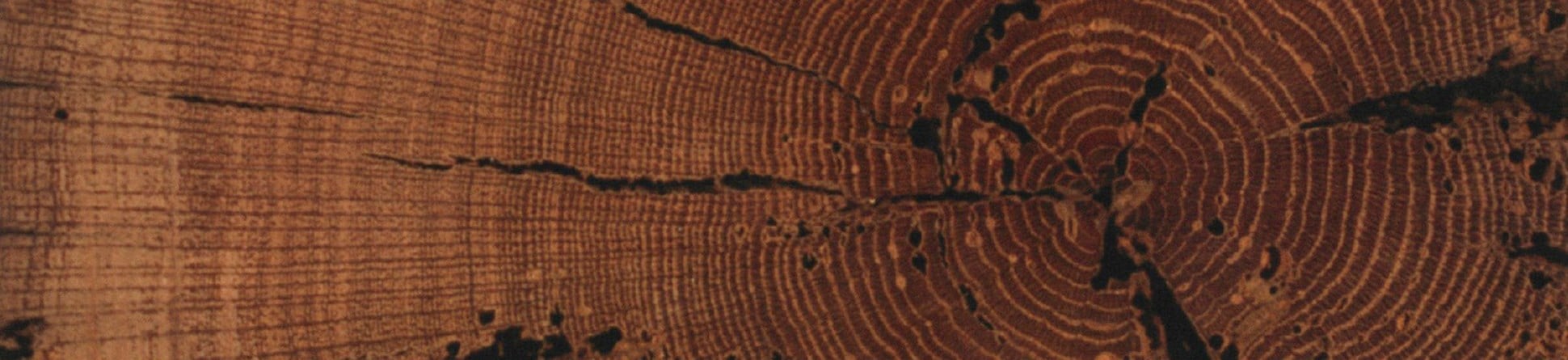 Photograph of tree trunk cross-section