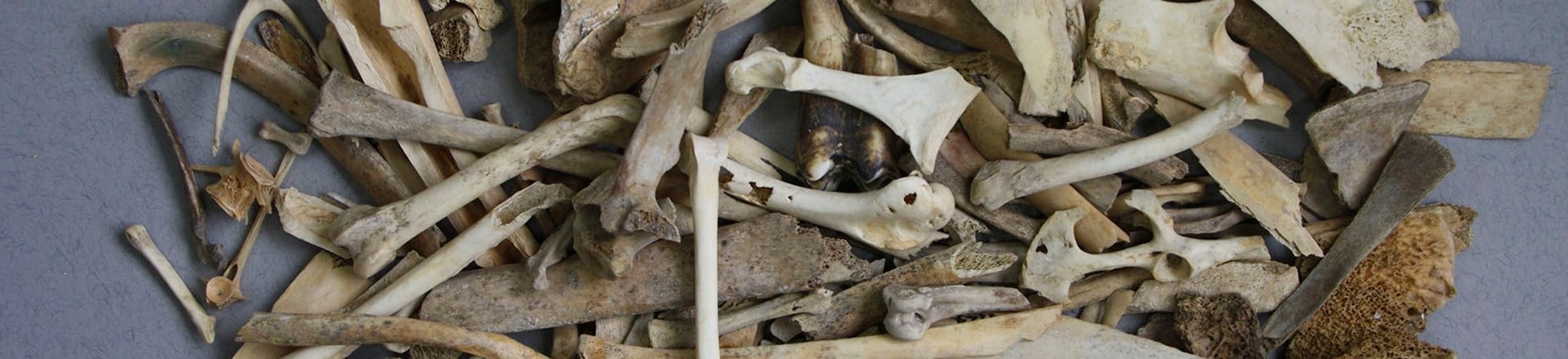 photograph of archaeological animal bones