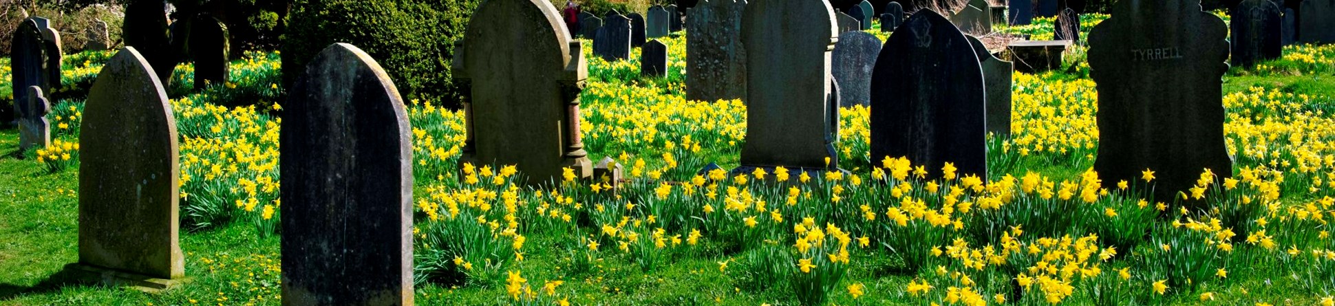 Church of St Mary, Kirkby Lonsdale, Cumbria. Daffodils in the churchyard among gravestones