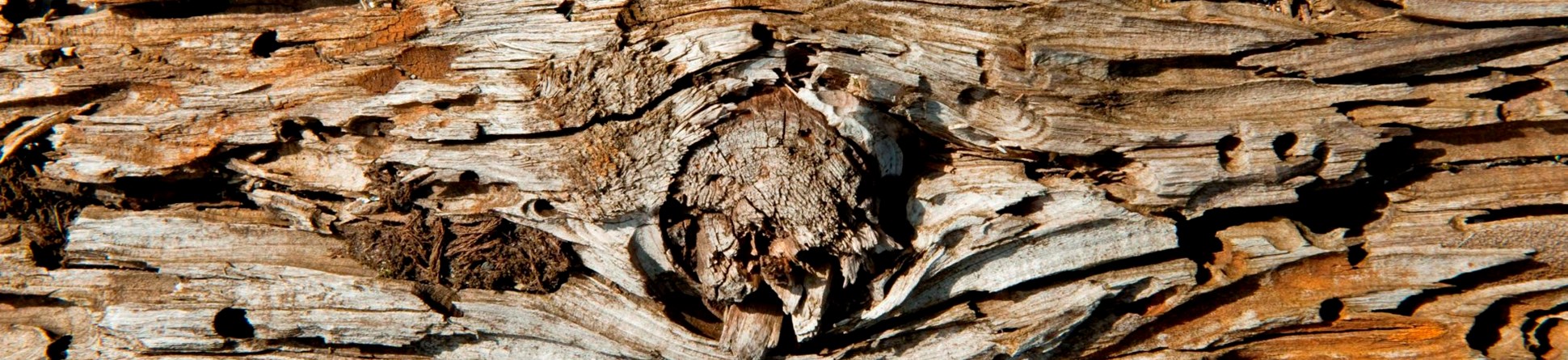 Detail of a timber with holes made by beetles