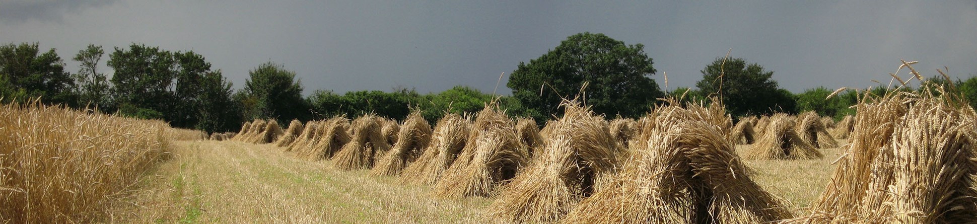 Sheaves of straw for use in thatched buildings