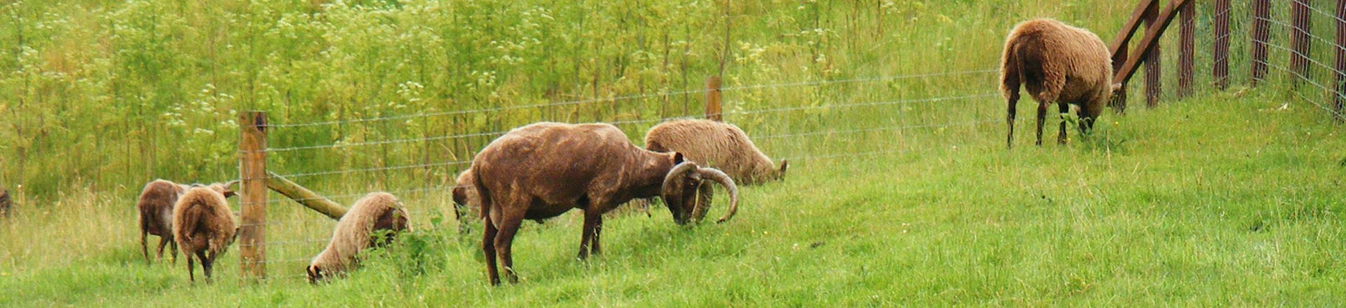 Photograph of sheep