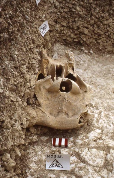 Photograph showing a cattle skull lying on the base of a chalk-cut ditch.