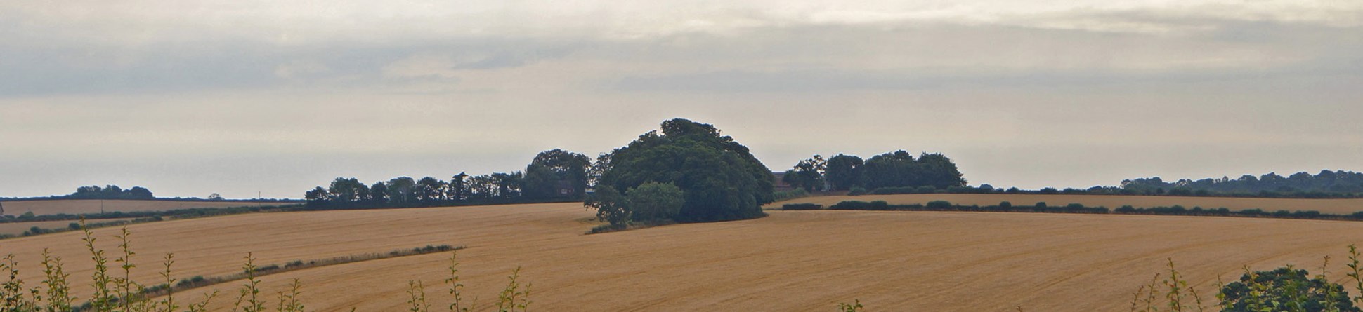 View across fields to a tree-grown barrow.