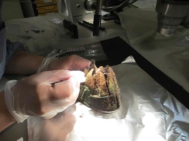 Photograph showing a gloved archaeological conservator using a pair of tweezers to remove a sample from an Anglo-Saxon drinking horn.