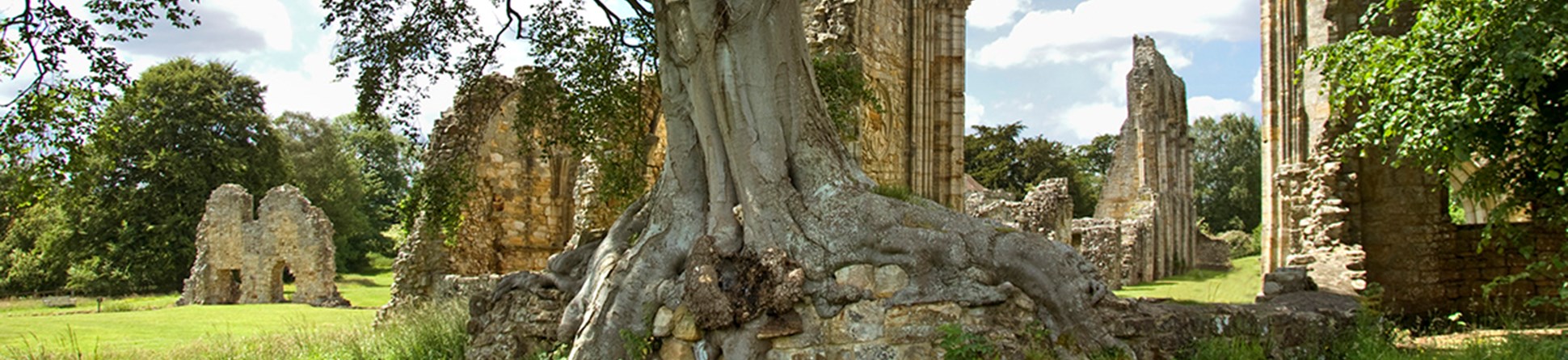A large tree with roots growing over stonework, and ruins in the background.