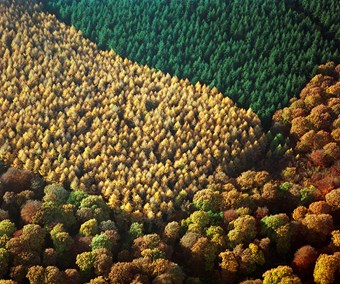 Colour aerial photograph showing a pattern of different varieties of trees