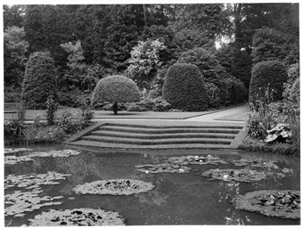 archive black and white photograph of steps leading down to a pond with several groups of lily pads