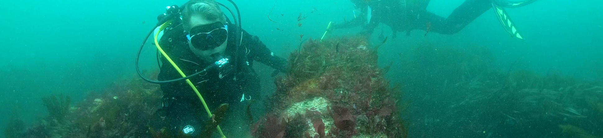 Two divers under water surveying part of a seaweed covered ship wreck on the sea floor.