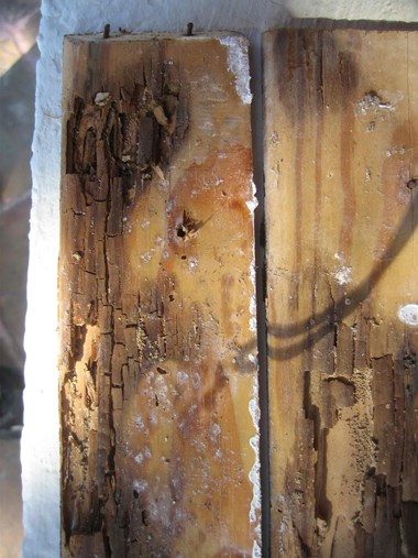 A Kalotermes colony within a single piece of skirting board. Part of the surface has cracked into cubes because of fungus damage (brown rot) demonstrating that the termite colony developed where there was water leaking into the building.