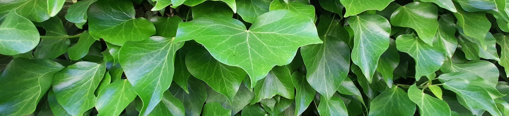 Dense, glossy, three-lobed green leaves.