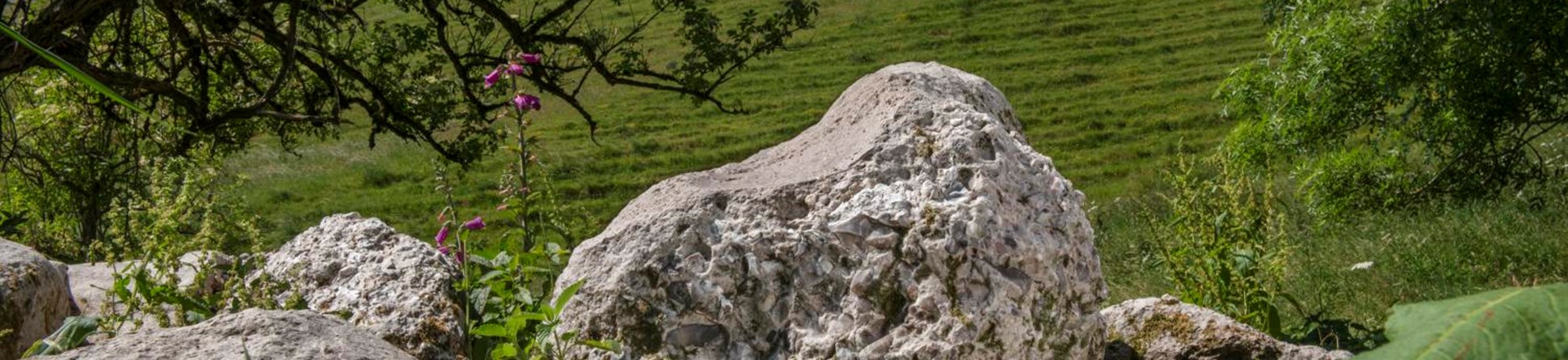 A photograph of a stone boulder in a field. The boulder has a scoop-shaped profile on one side resulting from its use as a polishing stone for Stone Age axe-heads.