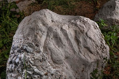 A photograph of a stone boulder. It has a dished glossy surface where it was used to polish stone axe heads over 5,000 years ago. 

