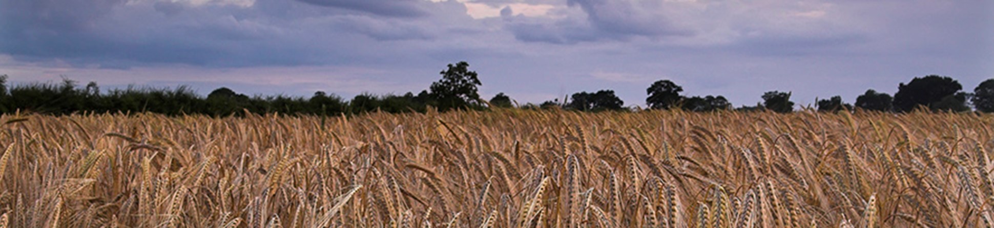 Barley stalks against a sky at dusk.