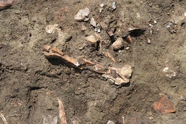 Photograph showing a midden deposit with animal bone fragments.