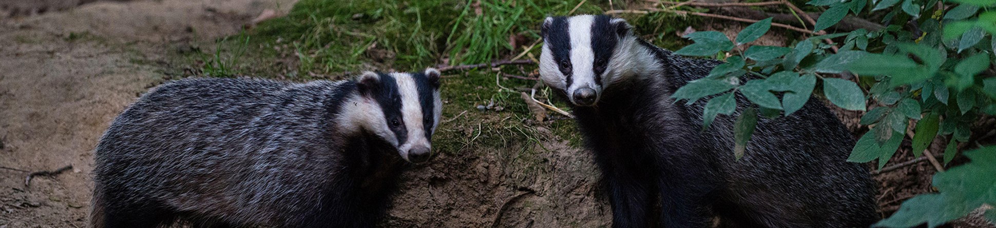 Two badgers.