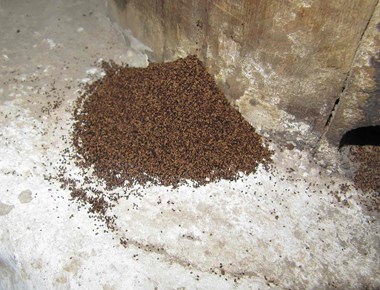 Drywood termites produce seed-like faecal pellets that are pushed out of the timber and form distinctive mounds.
