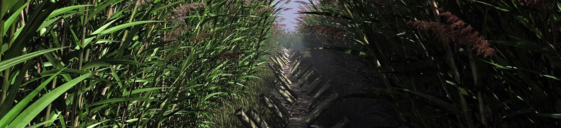 Wooden walkway between reeds