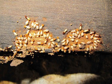 Workers of Hypotermes xenotermitis grazing on the softened surface of a teak beam. They are guarded by a fringe of soldiers.
